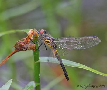 Celithemis verna, female